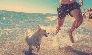 Dog running with owner through sea waves and spray along a sandy beach on a sunny day