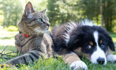 a tabby cat and a puppy laying on a lawn
