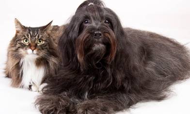 Dog and cat