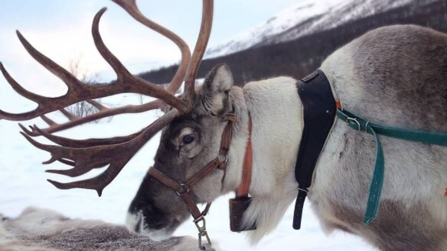 Reindeer harnessed in snowy mountains