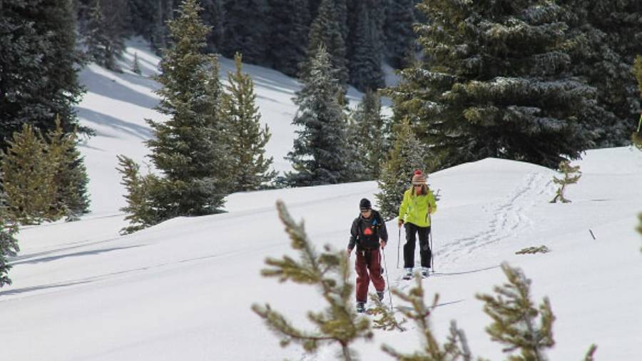 Two skiers moving along snowy mountains with trees spread all around