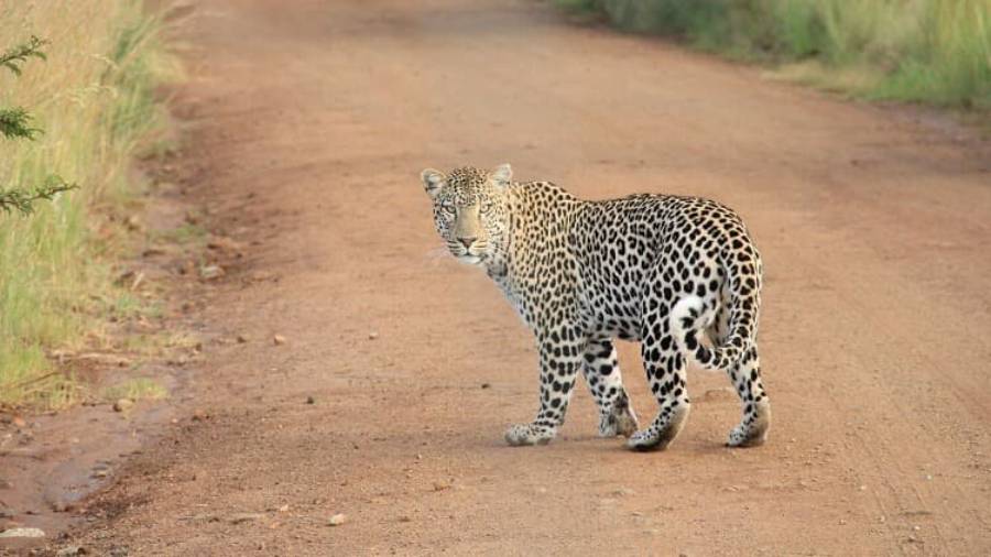 Leopard looking back on a dusty dirt path with grass and bushes on either side of the path