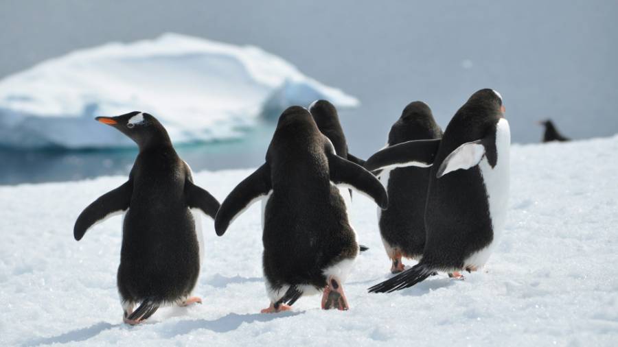 Group of penguins in Antarctica