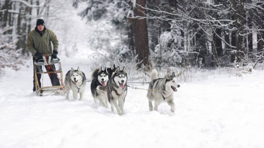 Huskies pulling man on sled in snowy forest