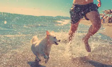 Dog running with owner through sea waves and spray along a sandy beach on a sunny day