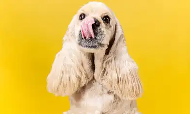Dog licking their nose